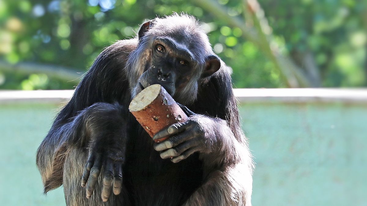 V plzeňské zoo uhynul šimpanz Bask